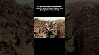 Colorized Historic WW1 Footage: Soldiers Use Carrier Pigeon for Communication #pigeon #communication