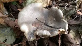 Honey fungus (Armillaria) - fungi close up - December 2017