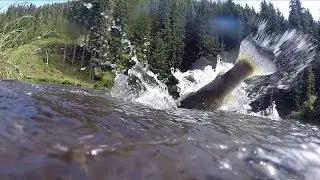 flyfishing 