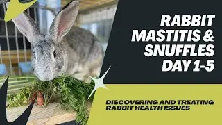 Part 1: Rabbit Mastitis turned Snuffles Days 1-5