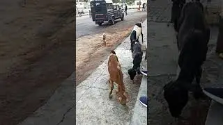 goat 🐐🐐🐐 walk #animals