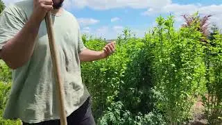 How many poisonous  plants can you identify?.