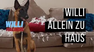 Willi (Malinois) allein zu Hause... oder... Hund zerst&ouml;rt Wohnung wenn er alleine ist - 5 Tipps