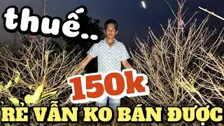 18/2 Tết: Mai bông nụ bung trấu vẫn ế, thuế gắt quá chủ vườn Bình Lợi bán tháo chỉ 150k/cây bao bứng