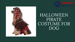 Halloween Pirate Costume for Dog | Halloween Costume for Dog