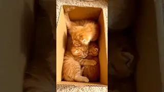 Orange Kitties #kitten #kittens #cat #cats #catlovers #orangecat #mothercat #cutecat #cute #love