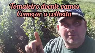 Tomateiro com pinta bacteriana promete produzir bem aínda!