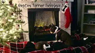 Boston terrier dogs in front of holiday fireplace