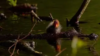 Get To Know The Coot - An Extremely Underrated Bird