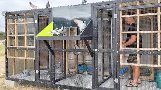 Flying A Bigger Pigeon Flock