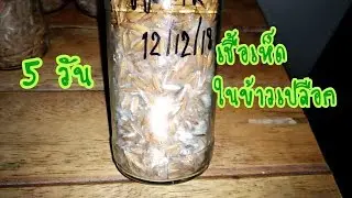เห็ดขอนขาว การเจริญเติบโตของเชื้อเห็ดขอนขาวในข้าวเปลือก ตอนที่ 2