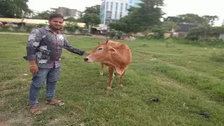 Amazing and beautiful funny cow compliment # 53(2021)