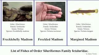 Fishes of Order Siluriformes Family Ictaluridae madtom brown pan josh bullhead Pylodictis Ameiurus