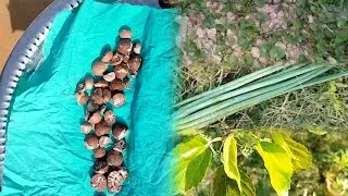 drying betelnuts//picking indian penny worth(brahmi)