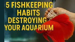 5 привычек аквариумистов, которые незаметно разрушают ваш аквариум