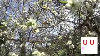 Bees in England