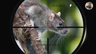 Chasse aux Rats avec Carabine 4,5 mm &agrave; Plomb - Partie 02