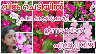 ഇല കാണാതെ പൂക്കൾ ഉണ്ടാവാൻ ഇങ്ങനെ നട്ടാൽ മതി | Vinca Plant Care