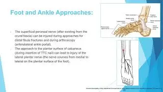 Anatomy 3