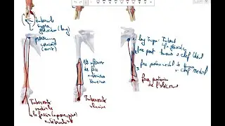 les Muscles Du Bras Anatomie 1&egrave;re Ann&eacute;e M&eacute;decine Cours 13  سنة اولى طب