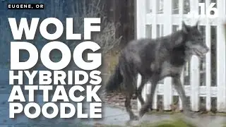 Wolf-Dog Hybrids Now at Rescue Sanctuary Following Attack on Poodle