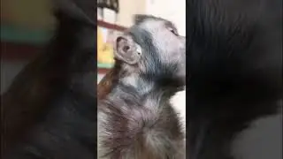 Monkey LOVES flavored ice pops #monkey #popsicle #monkeyboo #shorts