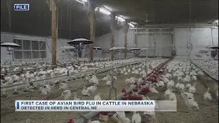 First Case Of Avian Bird Flu In Cattle In Nebraska