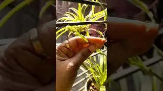 Spider Plants care 🌱 #youtubeshorts #plants #garden #nature #natureshorts #shortsfeed