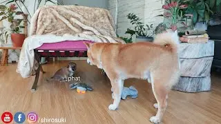 Она буквально лаяла на своего папу 😭😅