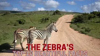 Zebra Wonders 🦓 : Top 10 Mind-Blowing Facts