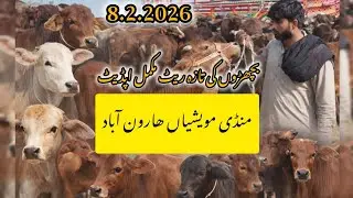 ​Qavi Baba Bahawalnagar Mandi | Haroonabad Bachra Rate Update | بچھڑوں کے تازہ ریٹ