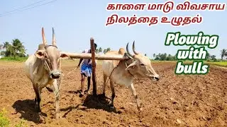 Plowing with bull's in village | bulls power performance | Farmers Dreams