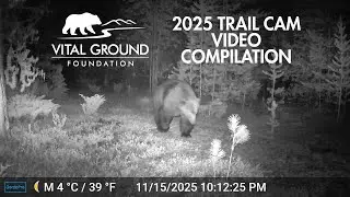 Vital Ground - 2025 Trail Cam Footage Compilation