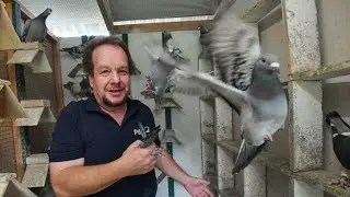 Homing pigeons to fly at dawn on ANZAC Day