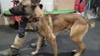 STOP with the FAT dogs! What a healthy dog looks like