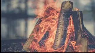 ambient campfire | forest animals | relaxing nature sounds