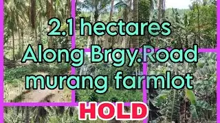 vlog-005 LOPEZ QUEZON/ MURAG FARM LOT