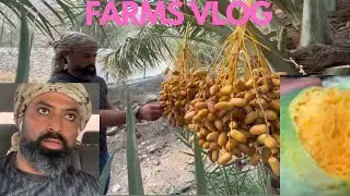 Farm Exploring and Hike,Dates &Mangoes Farms #foryou #nature #explore #farming #uae #russia #india