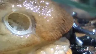 How do slugs breathe? The Pneumostome (Part 2)