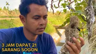 BAGI WARGA DI SINI BURUNG SOGON ADALAH SAMPAH