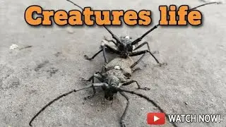 Creative or Creatures Life//slow-motion Recording in Realme GT7T//QHD Video//