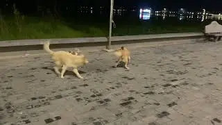 How happy golden dog play with neighbors dog and baby dog outside home #goldenretreivers #cutedog 