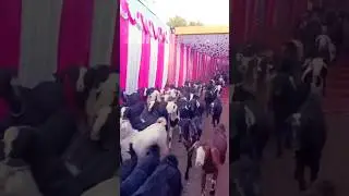 Bakri ka bayan# viral #ytshortstrading