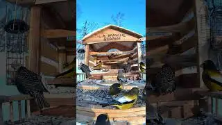 &Eacute;tourneau, gros-bec et m&eacute;sange &agrave; t&ecirc;te noire &agrave; la mangeoire.