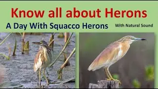 Know all about herons | With Natural Sound |