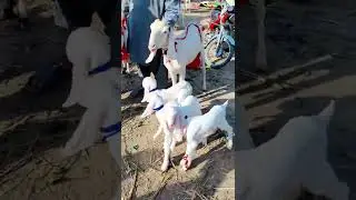 #Char #bacchon #wali #Rajan #Puri #Gulabi #Bakri 110000 #ki