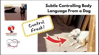 Subtle Controlling Body Language From a Control Freak Dog