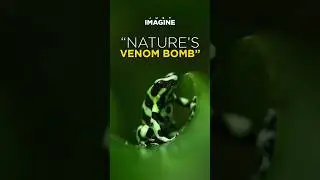 Green & Black Poison Dart Frog &ndash; Nature&rsquo;s Toxic Masterpiece
