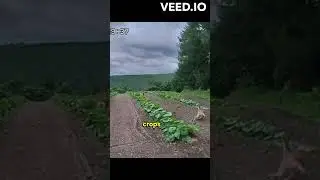 Japan's Robo-Wolves: Farmers' Allies #shorts