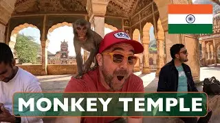Monkey Temple - INCREDIBLE Galta Ji (Hindu) Jaipur Rajasthan
